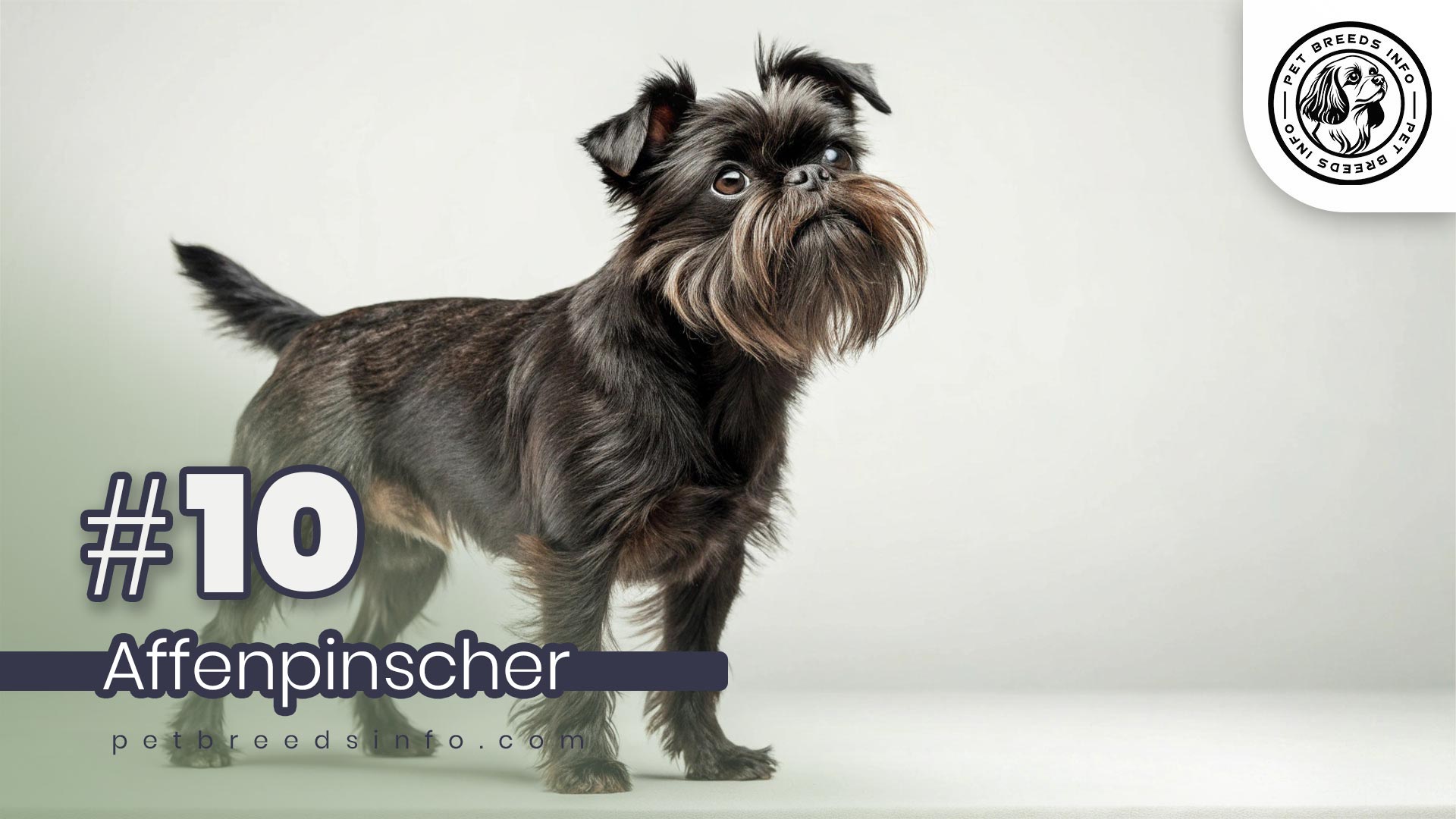 Affenpinscher Dog