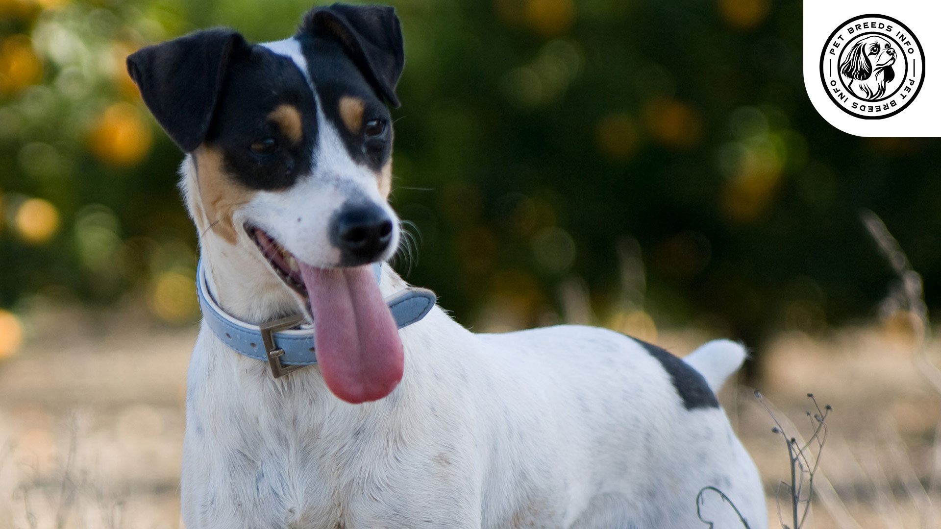 Alert Chilean FoxTerrier Interaction
