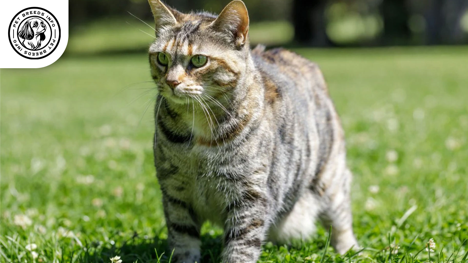 American Bobtail Cat