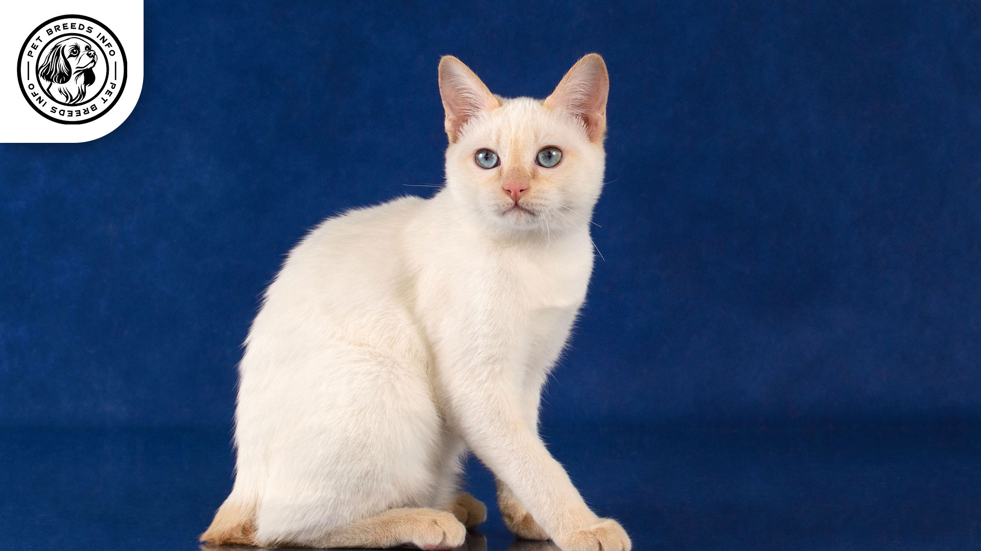 American Bobtail Cat Physical