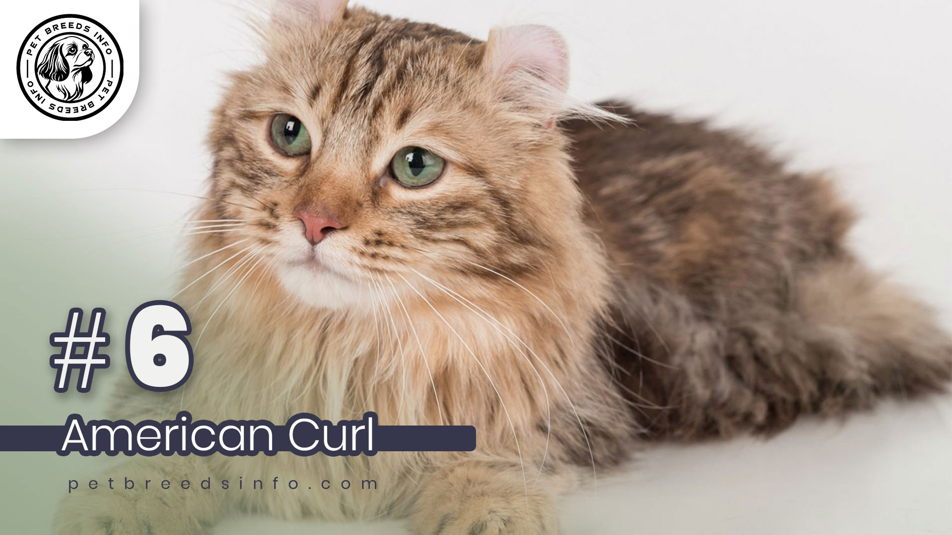 American Curl