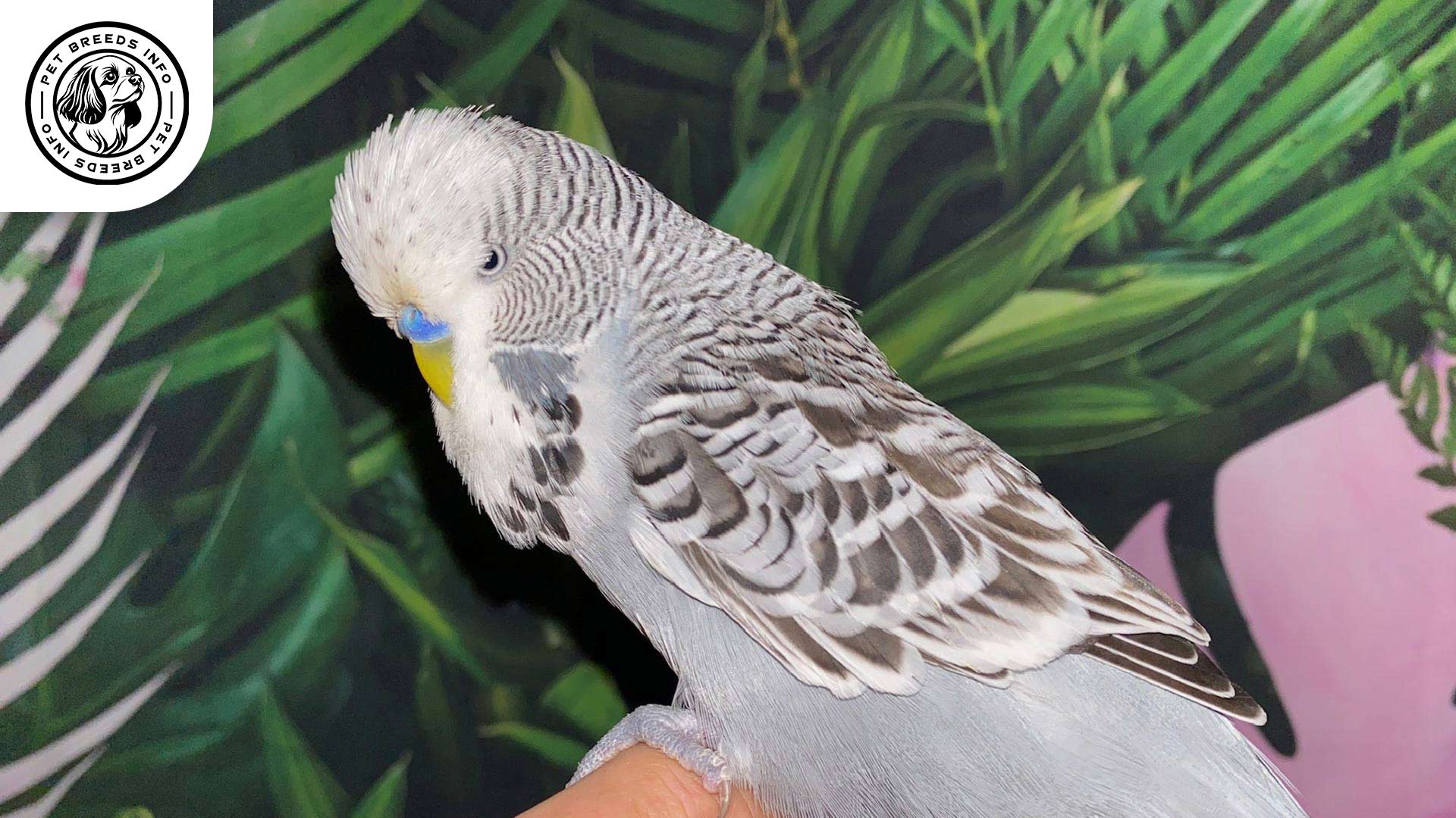 Anthracite-Budgerigar Interaction