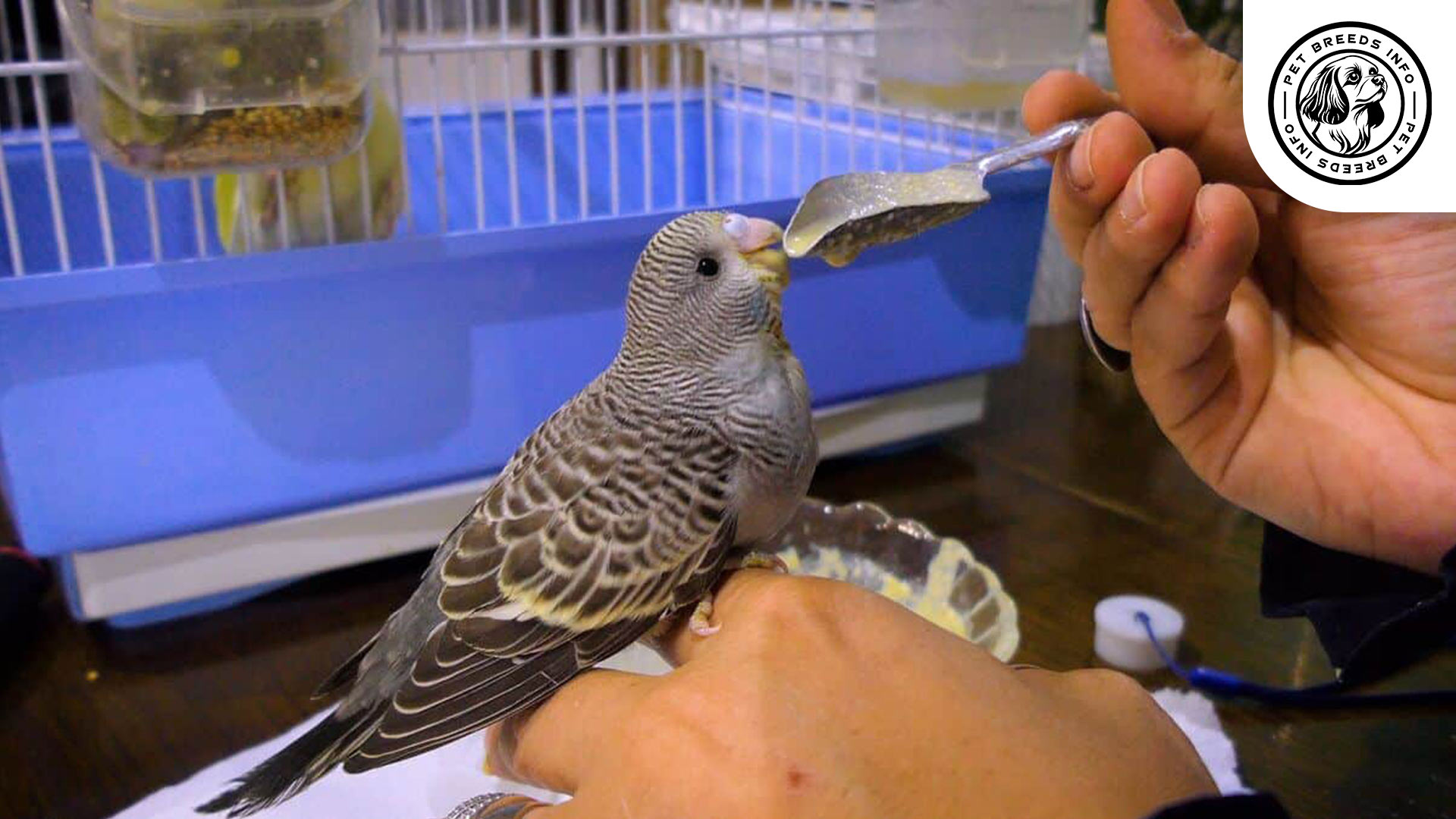 Anthracite Budgie Diet