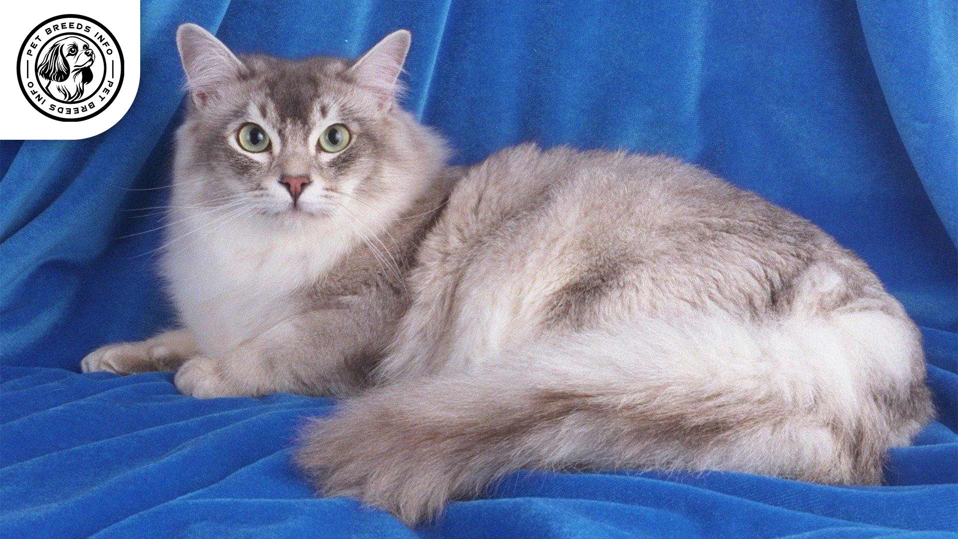 Asian Semi longhair Cat