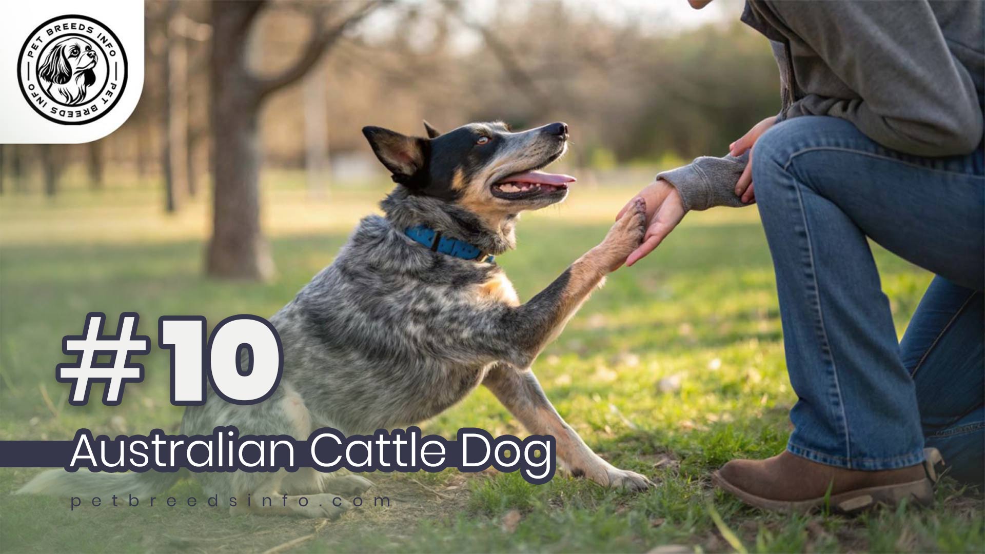 Australian Cattle Dog