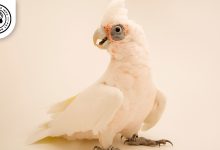 Bare eyed Cockatoo