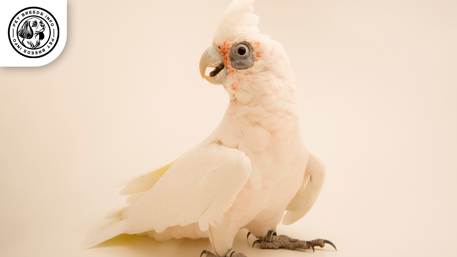 Bare eyed Cockatoo