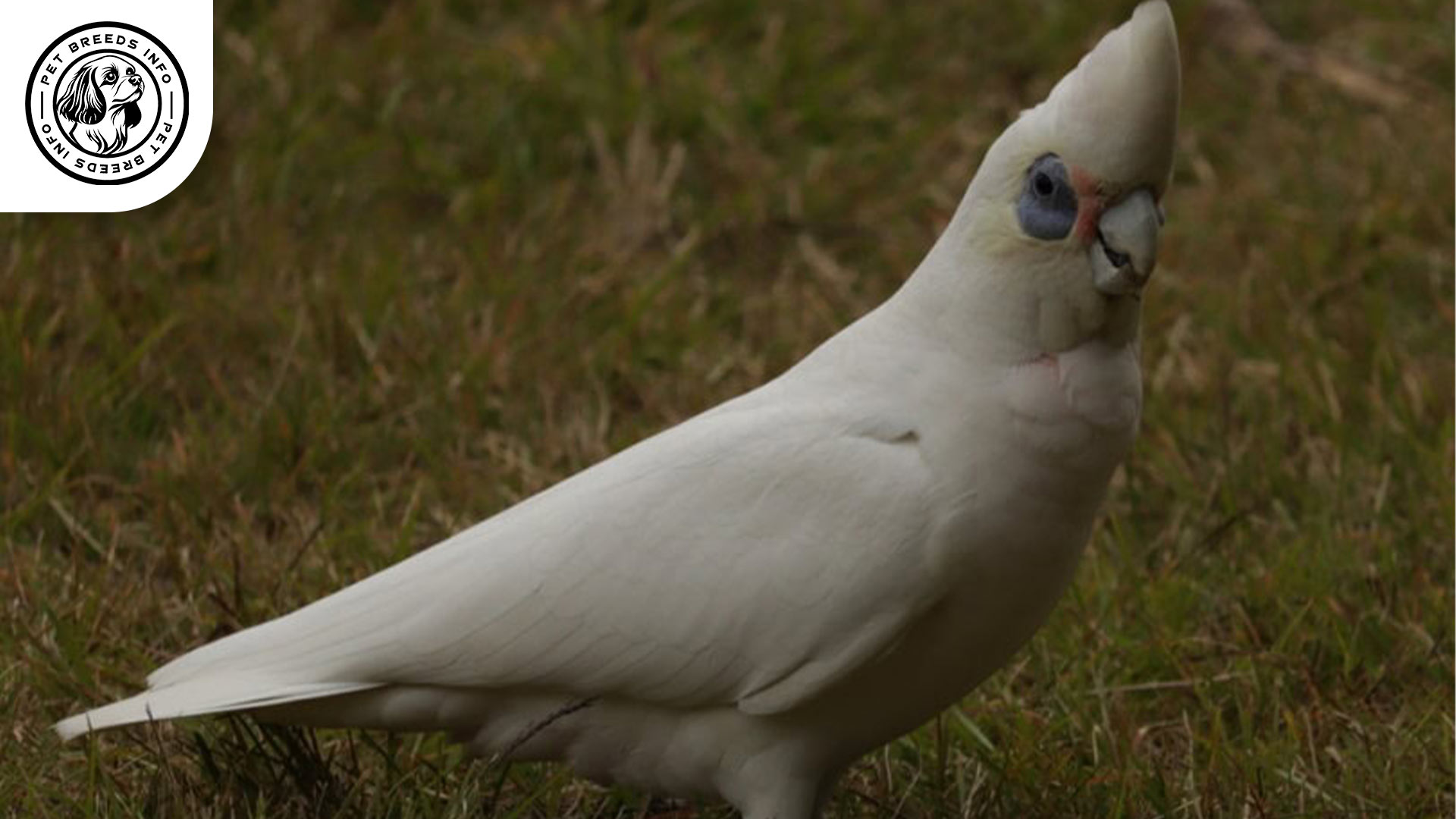 Bare eyed Cockatoo Diet