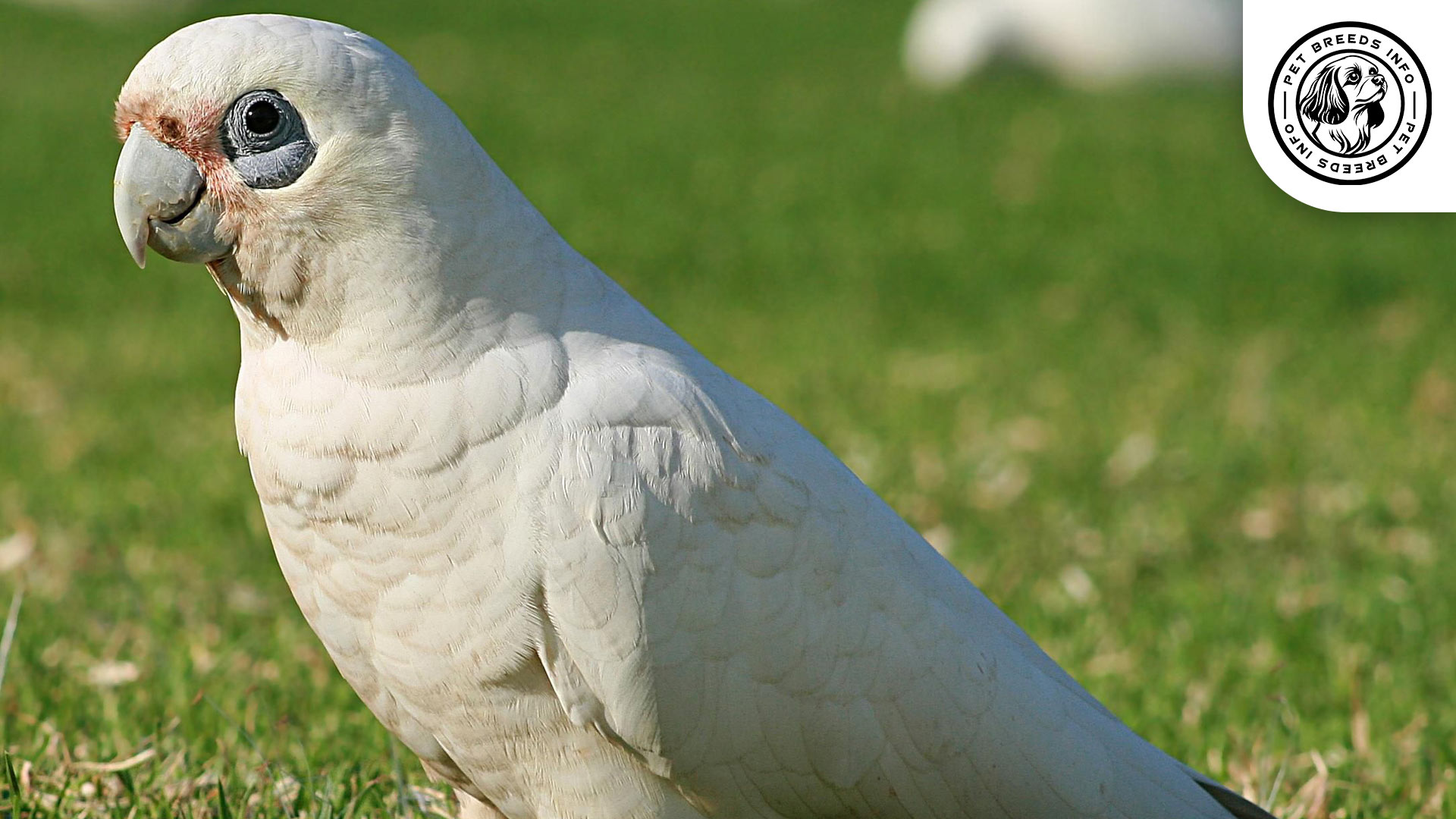 Bare eyed Cockatoo Interaction