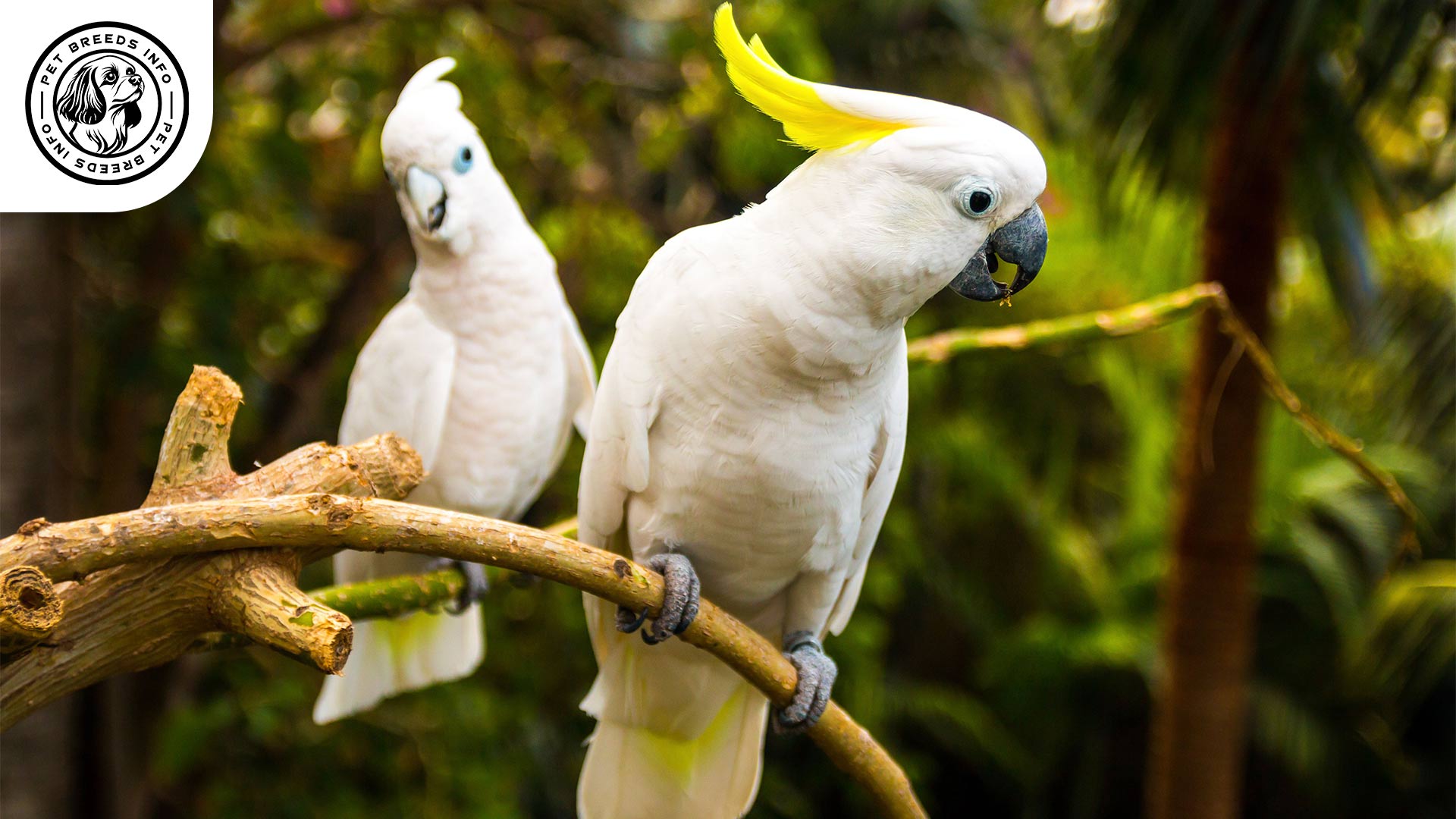 Bare eyed Cockatoo Personality