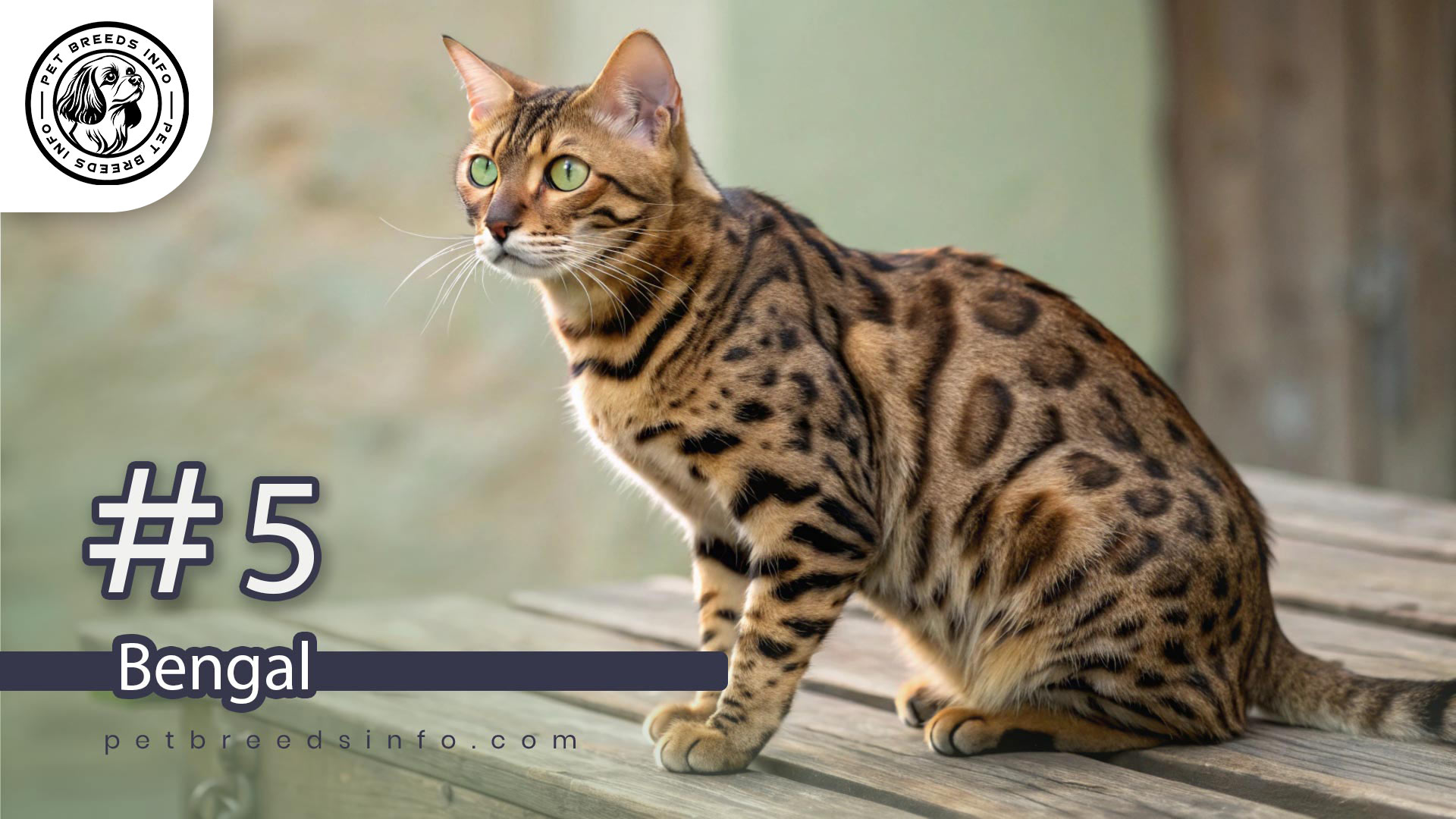 Bengal cat