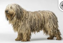 Bergamasco Sheepdog