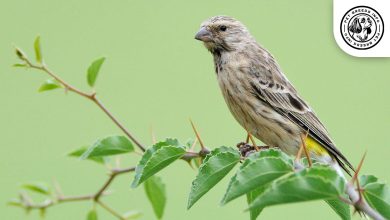 Black Throated Canary