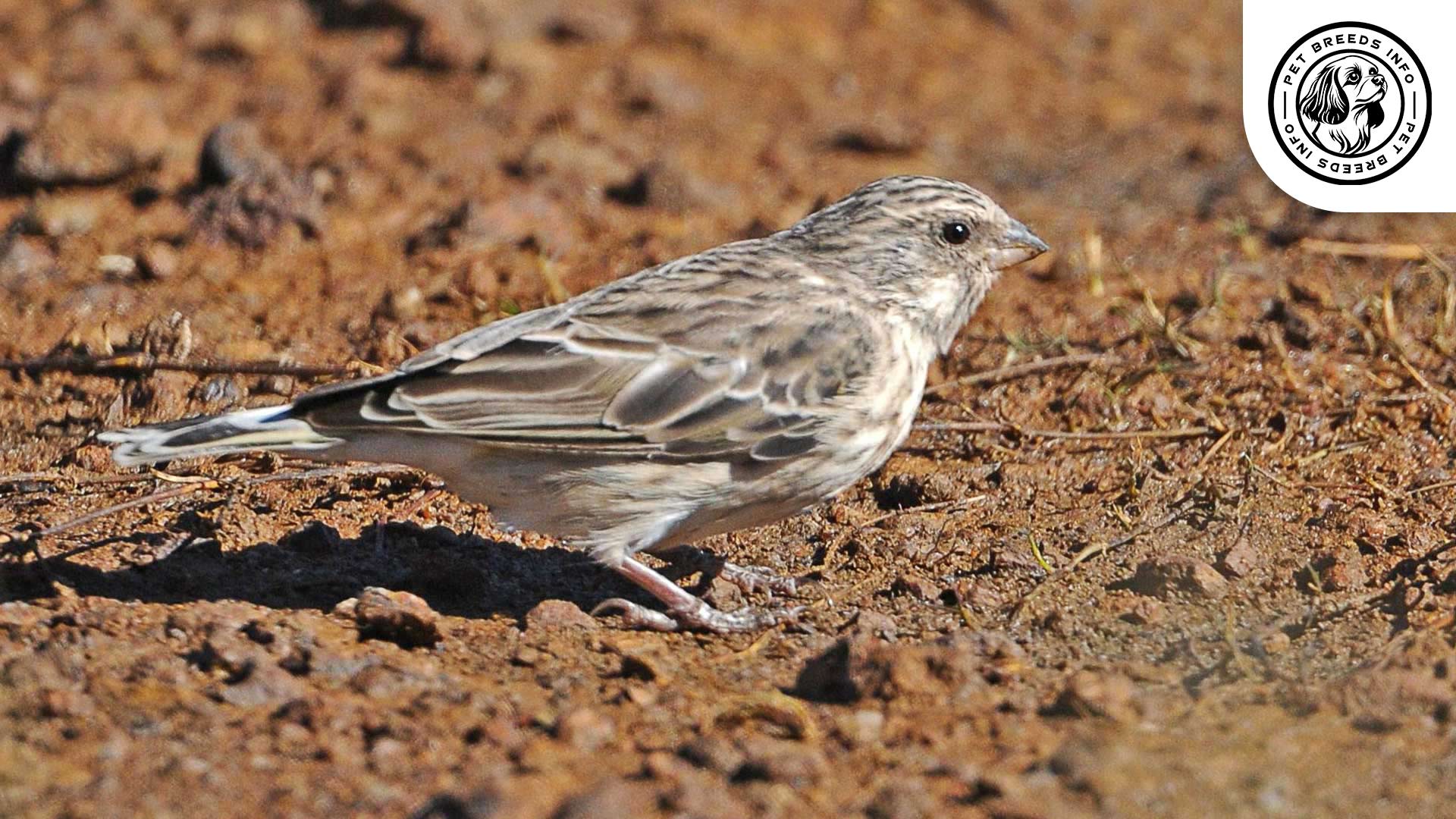 Black-Throated Canary Physical