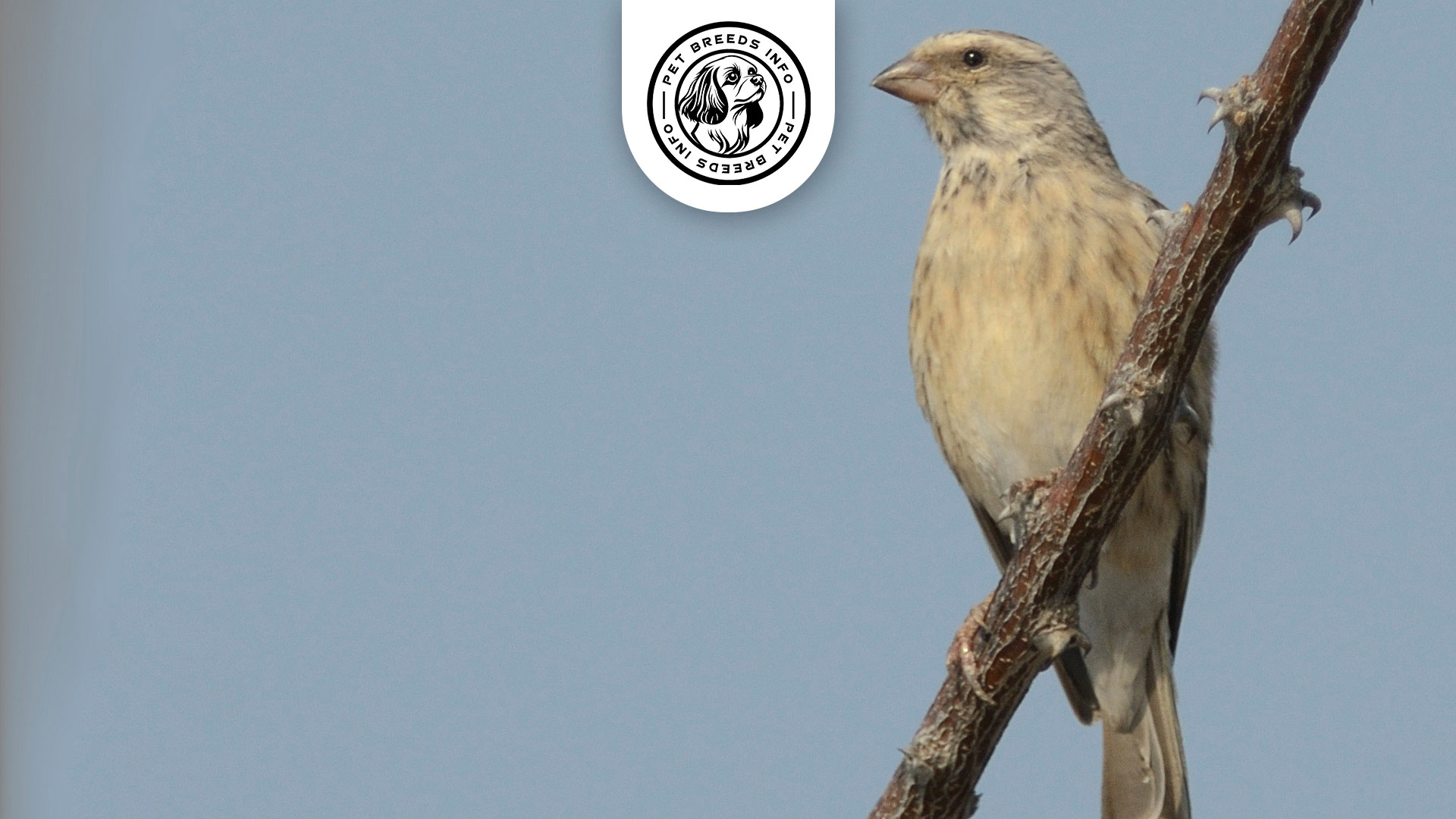 Black throated Canary Interaction
