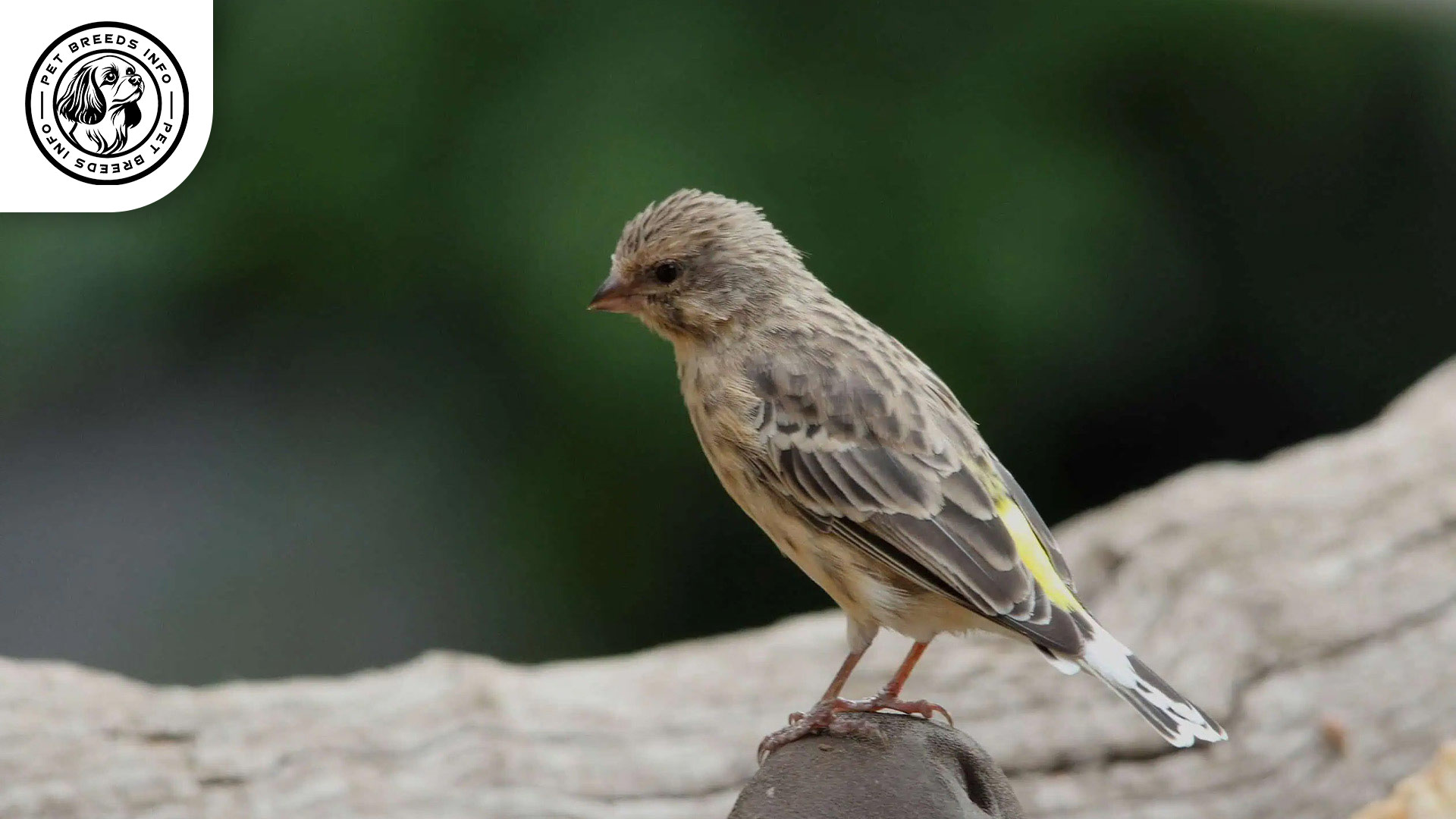 Black throated Canary Diet