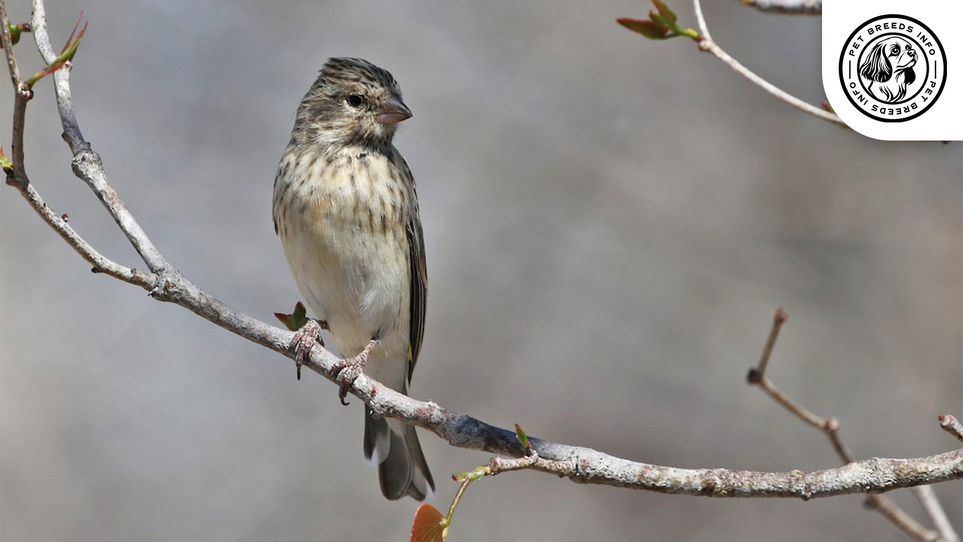 Black throated Canary Personality