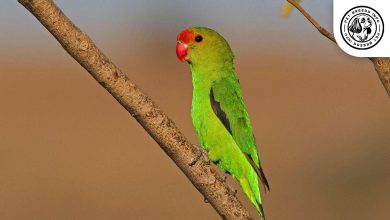 Black winged Lovebird