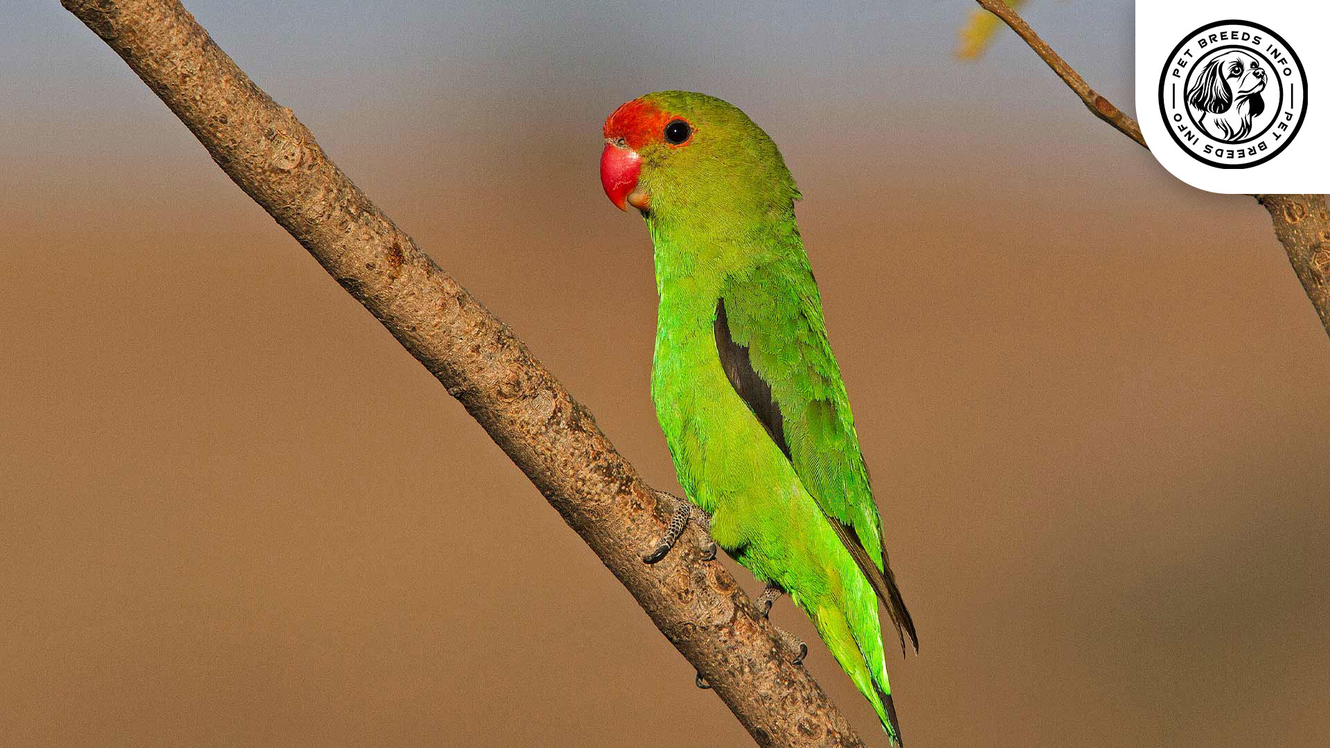 Black winged Lovebird