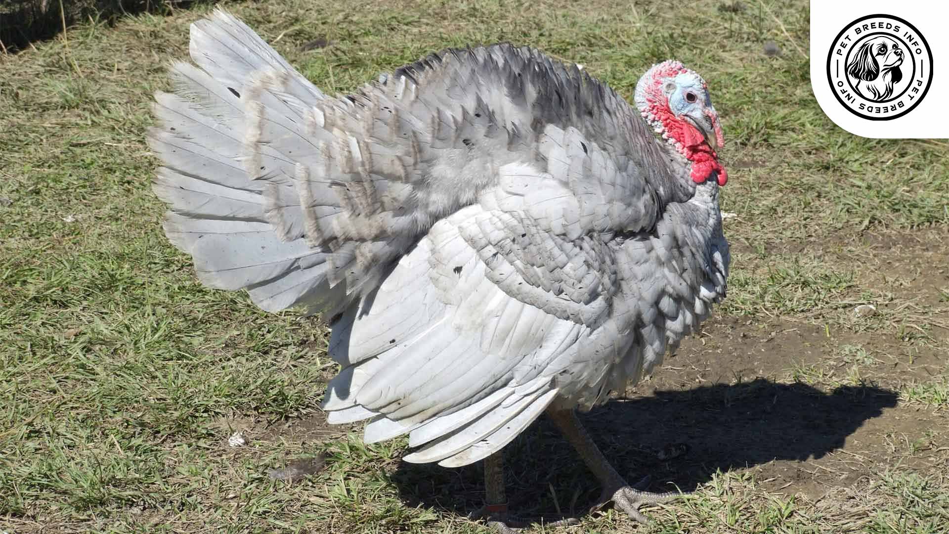 Blue Slate Turkeys