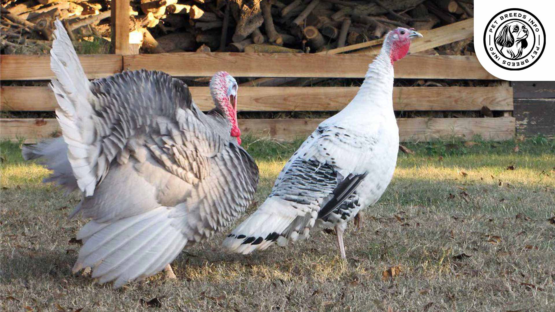 Blue Slate Turkeys Personality