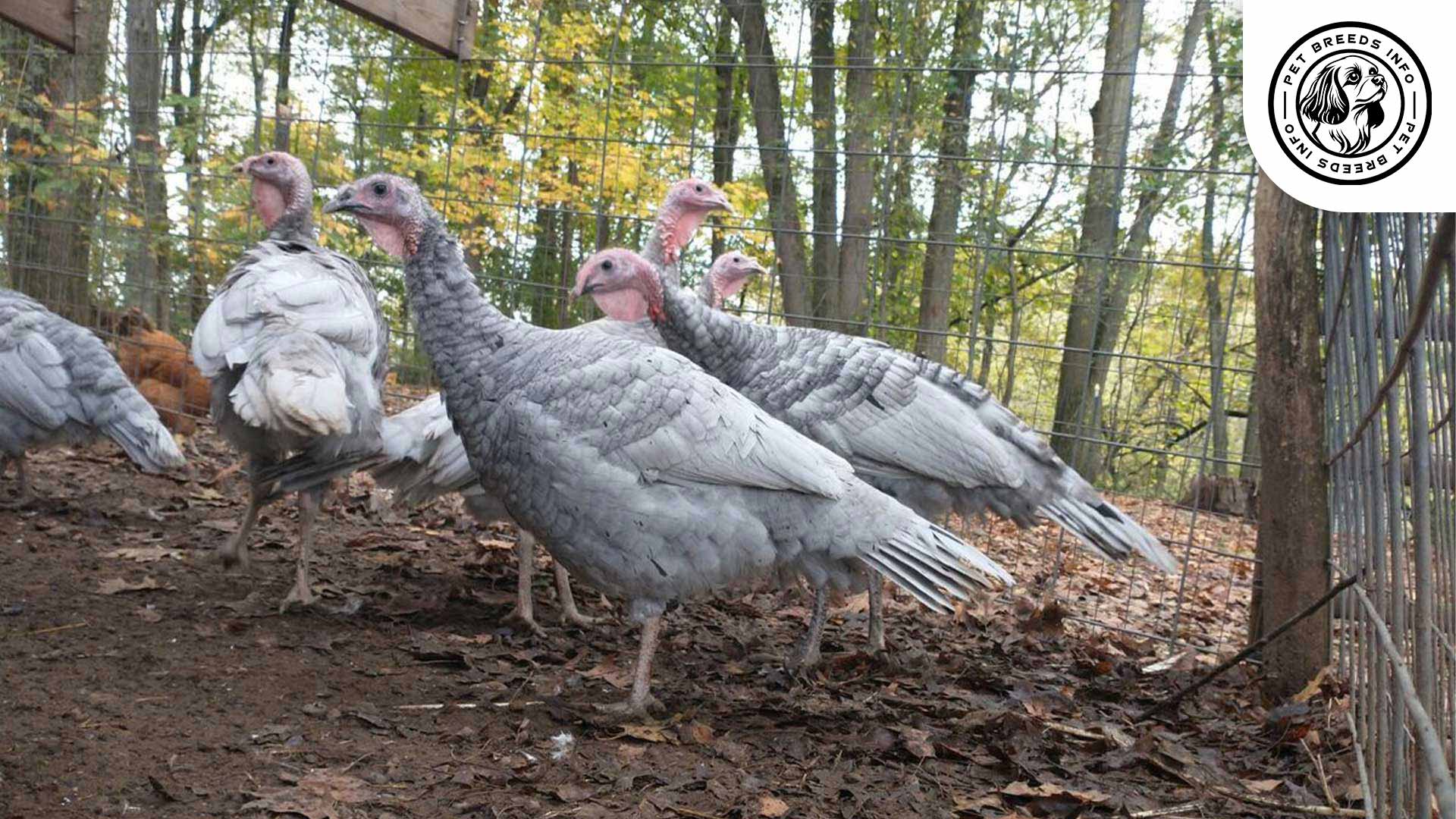 Blue Slate Turkeysl Interaction