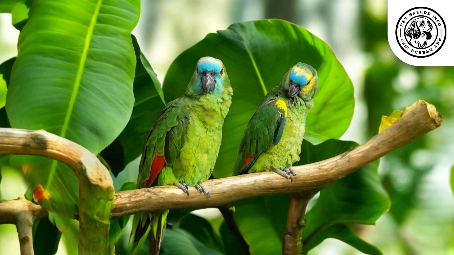 Blue-fronted Amazon Interaction