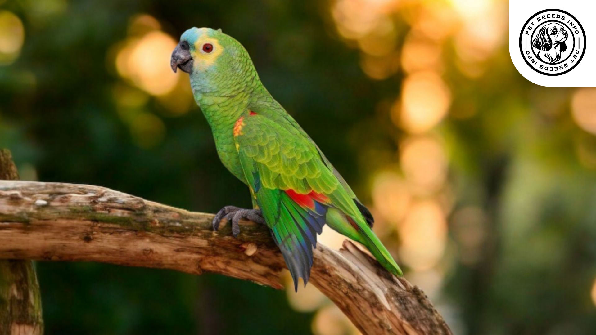 Blue-fronted Amazon Personality