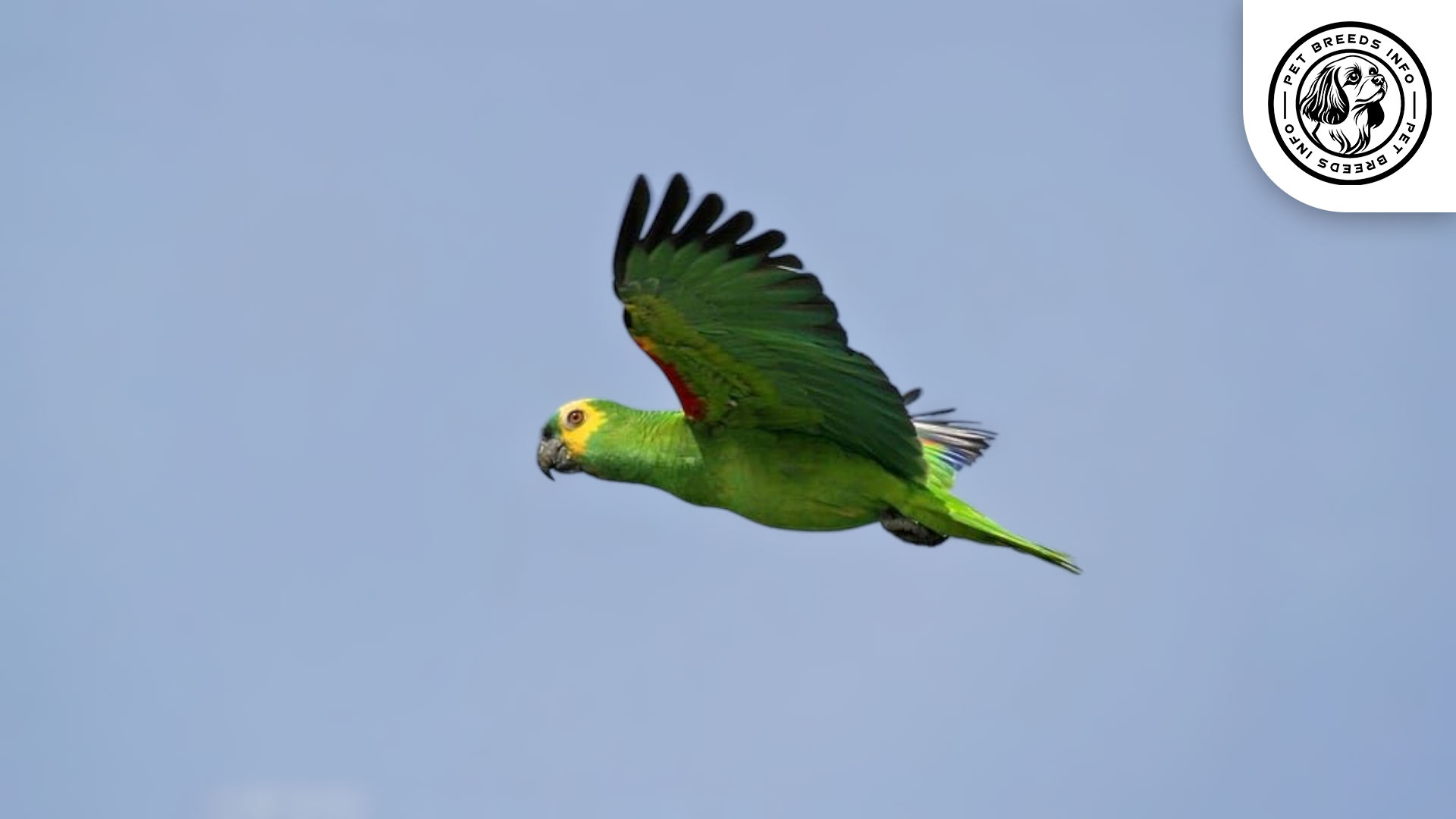 Blue-fronted Amazon Physical Characteristics