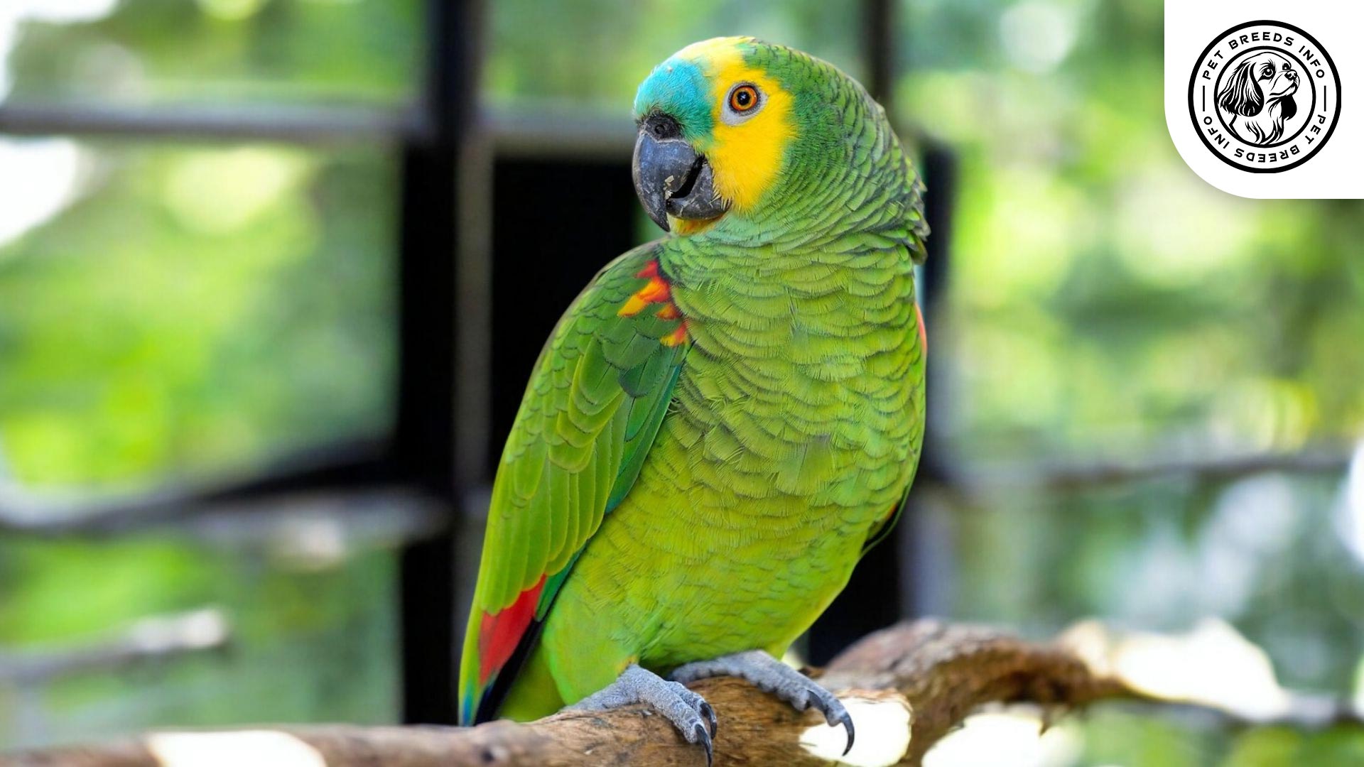 Blue-fronted Amazon