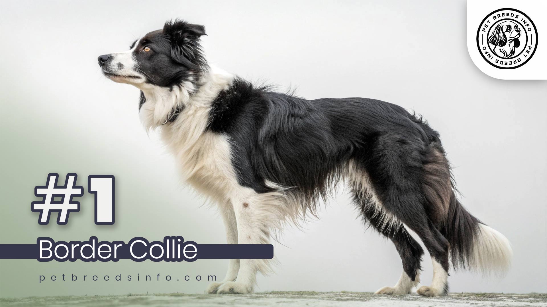 Border Collie Top 10 Most Intelligent Dog Breeds: Brainy Pups That’ll Amaze You