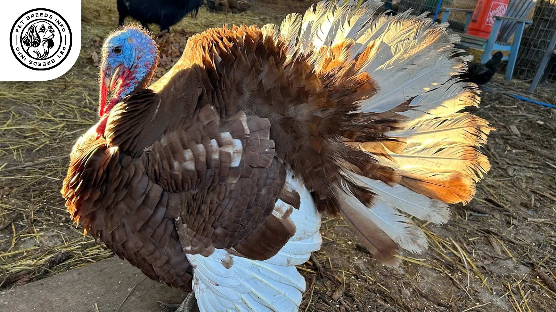 Bourbon Red Turkey Interaction