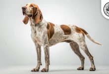 Bracco Italiano Dog