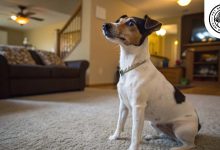 Brazilian Terrier at home