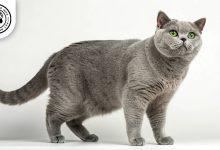 British Shorthair Cat