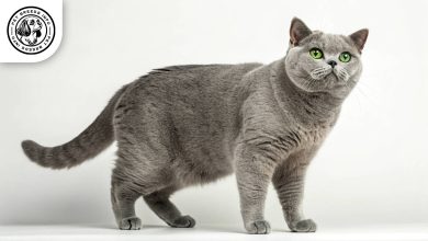 British Shorthair Cat