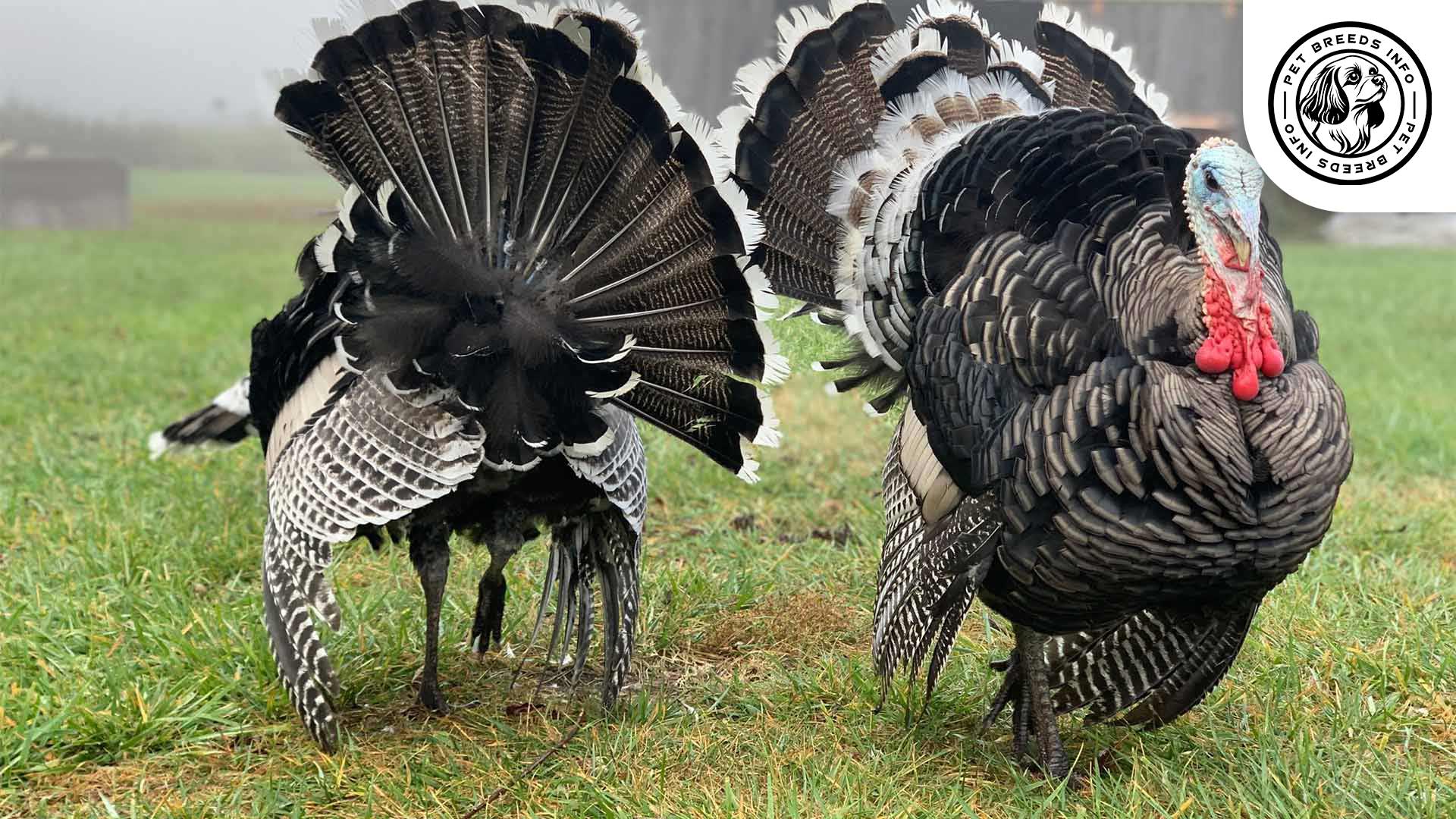 Broad Breasted Bronze Turkey Interaction