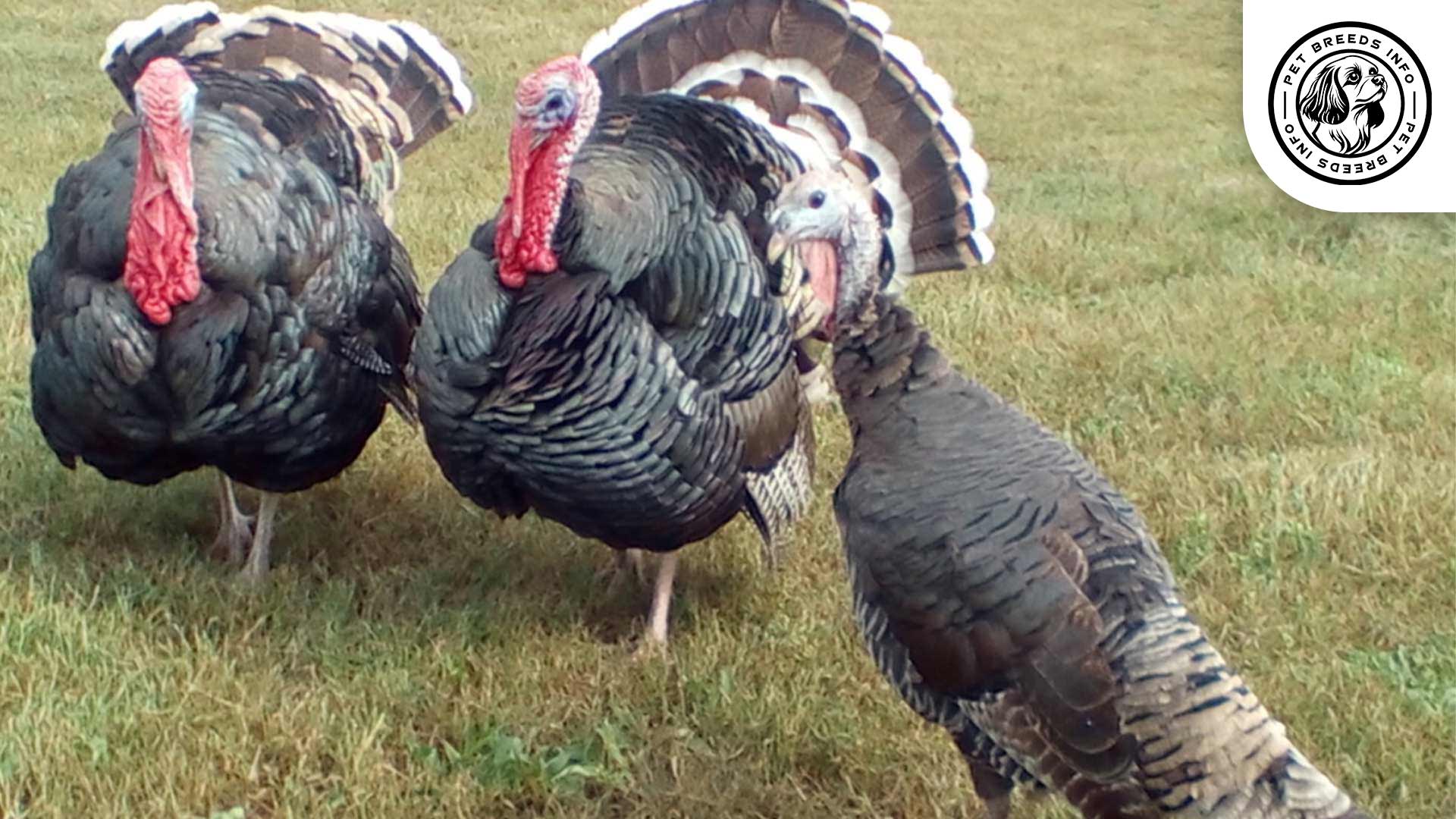 Broad Breasted Bronze Turkey Diet