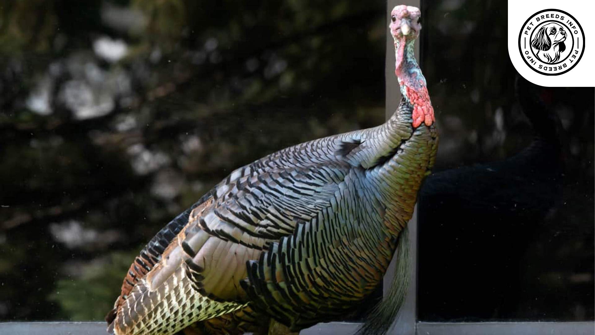 Bronze Turkey Breed