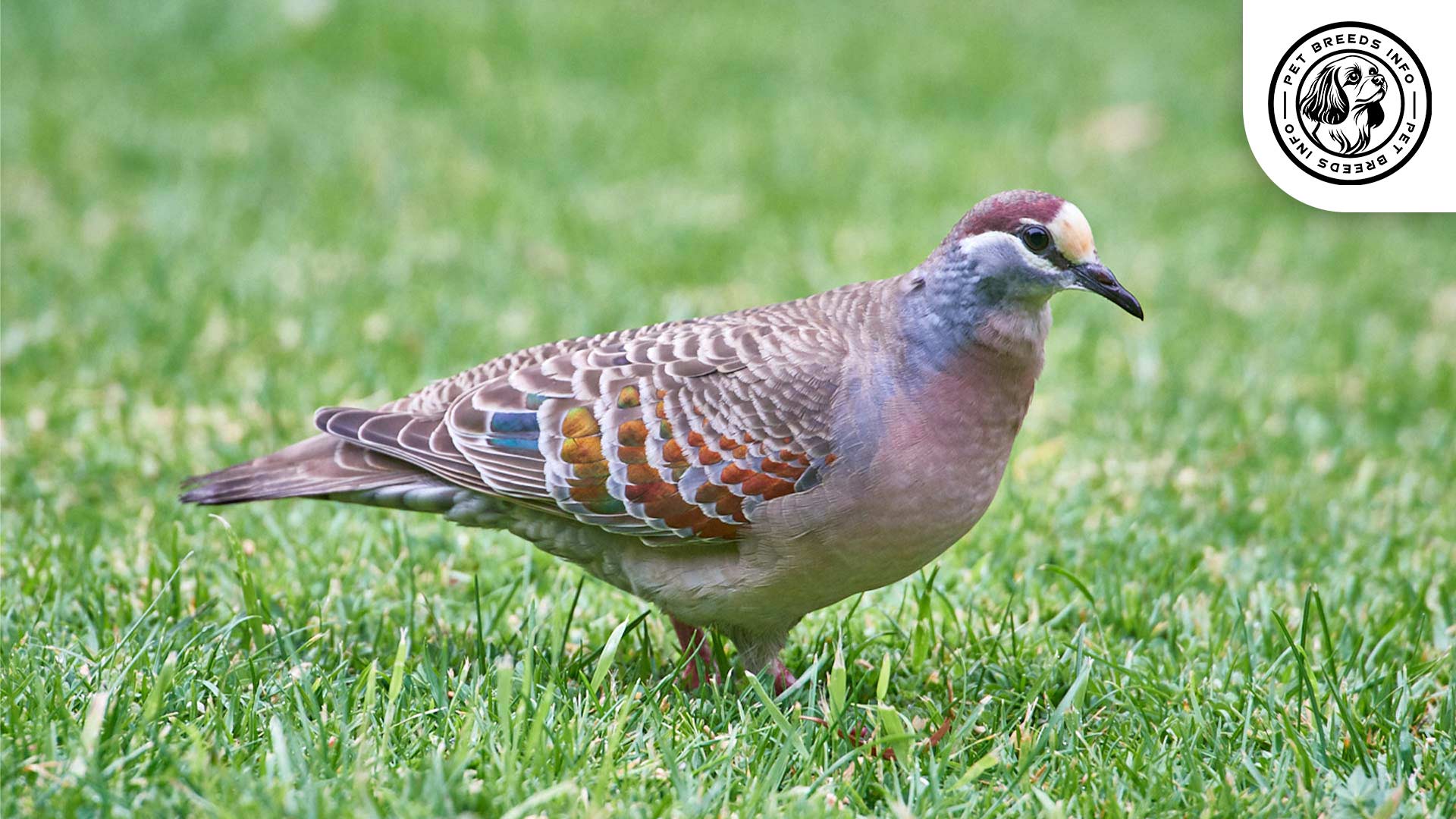Bronze Winged Pigeon Diet