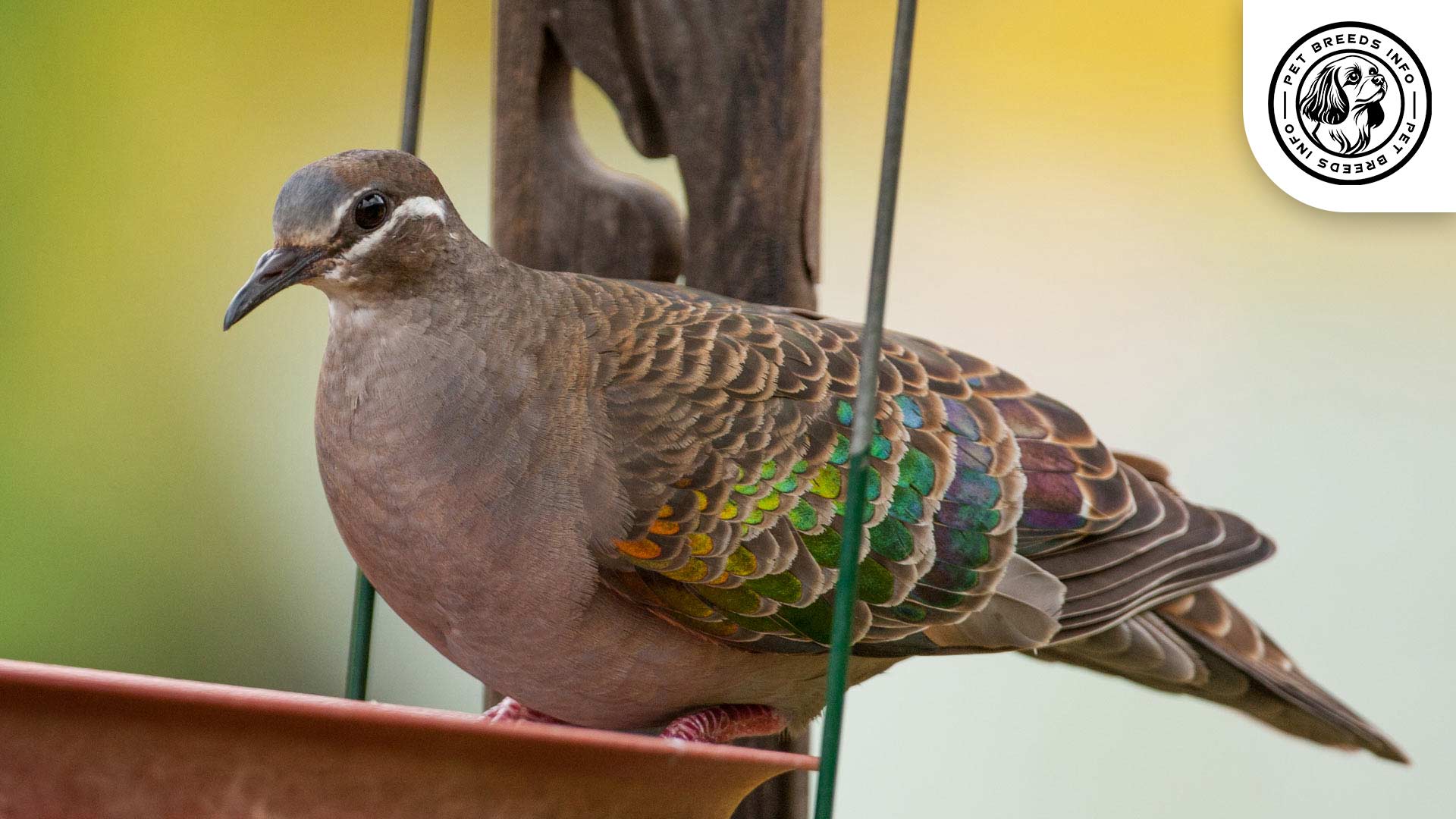 Bronze Winged Pigeon Interaction