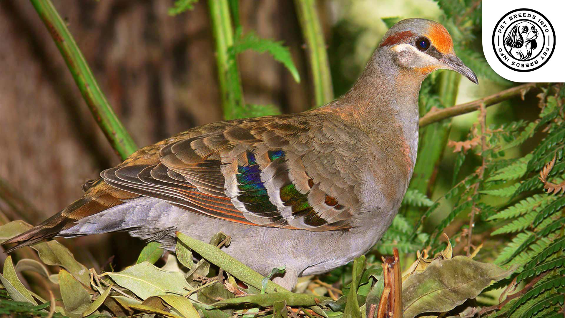 Bronze Winged Pigeon Personality