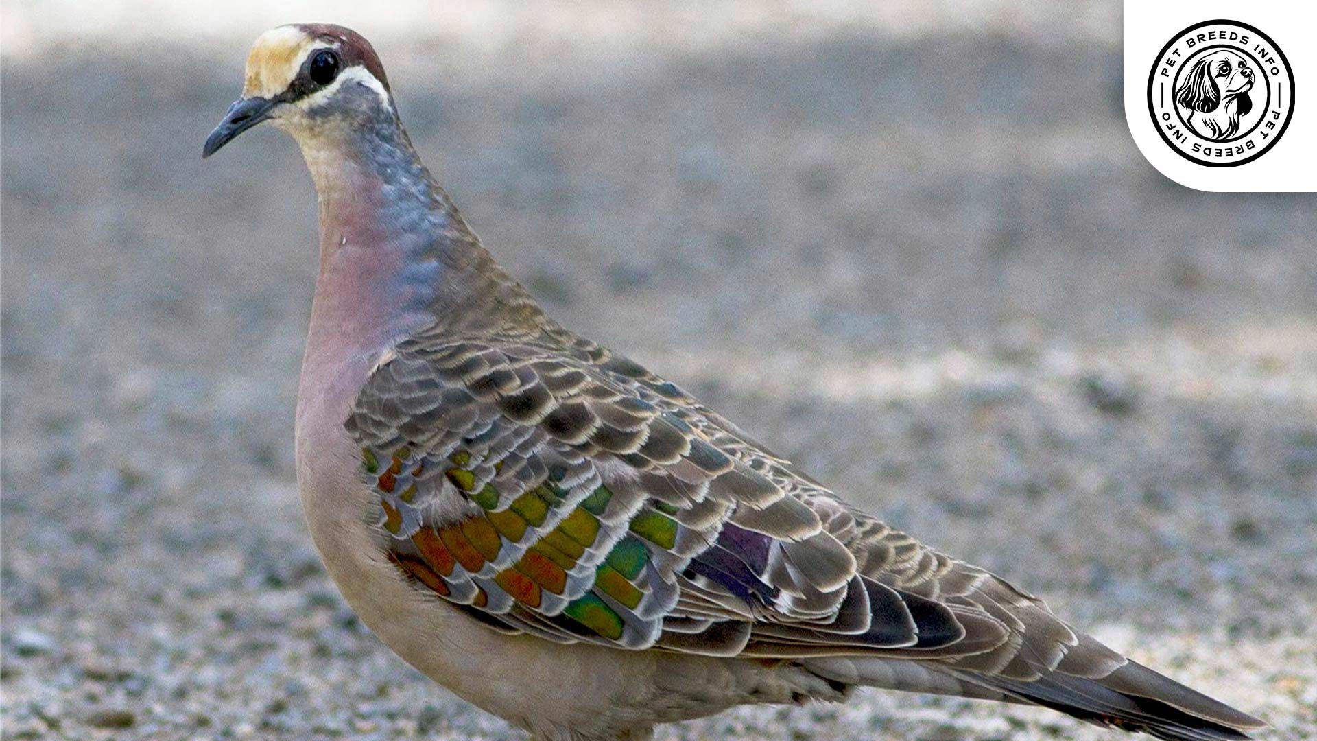 Bronze Winged Pigeon Physical