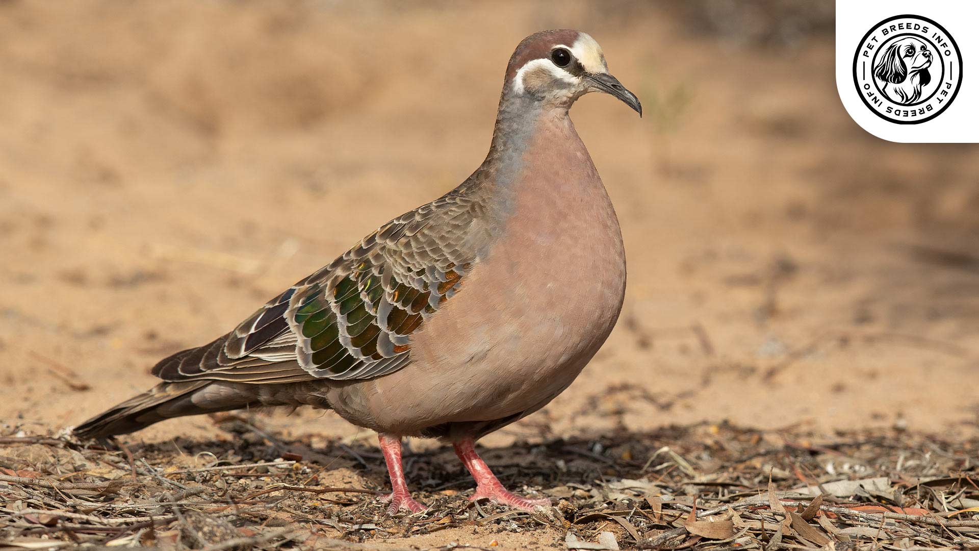 Bronze Winged Pigeon
