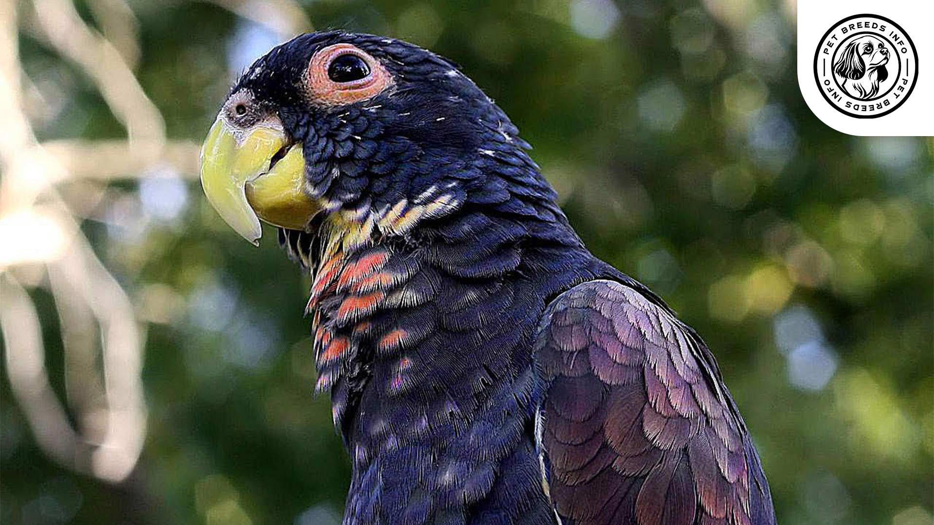 Bronze-winged Pionus Diet