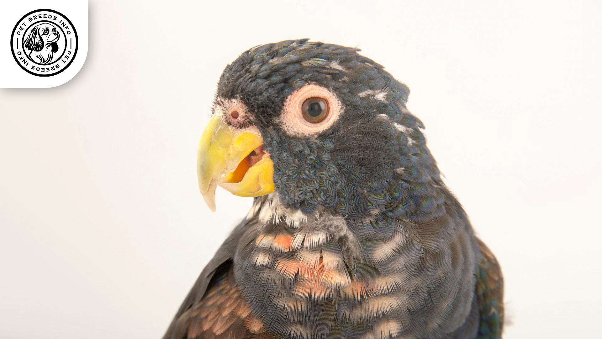 Bronze-winged Pionus Interaction