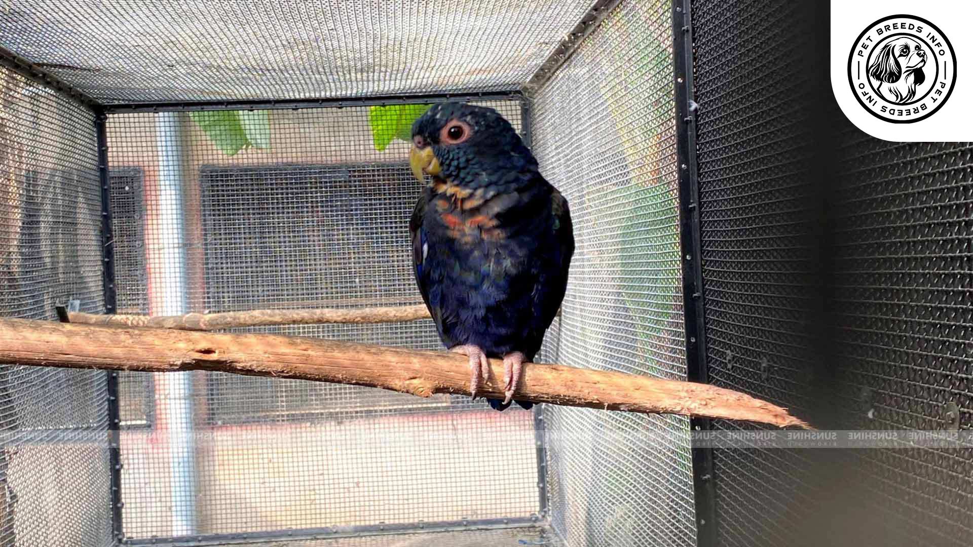 Bronze-winged Pionus Personality