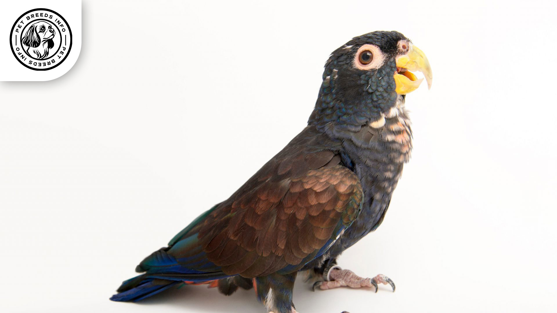 Bronze-winged Pionus
