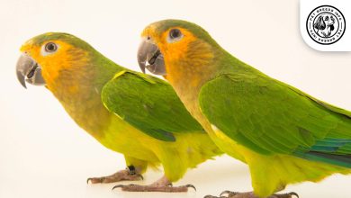Brown throated Conure