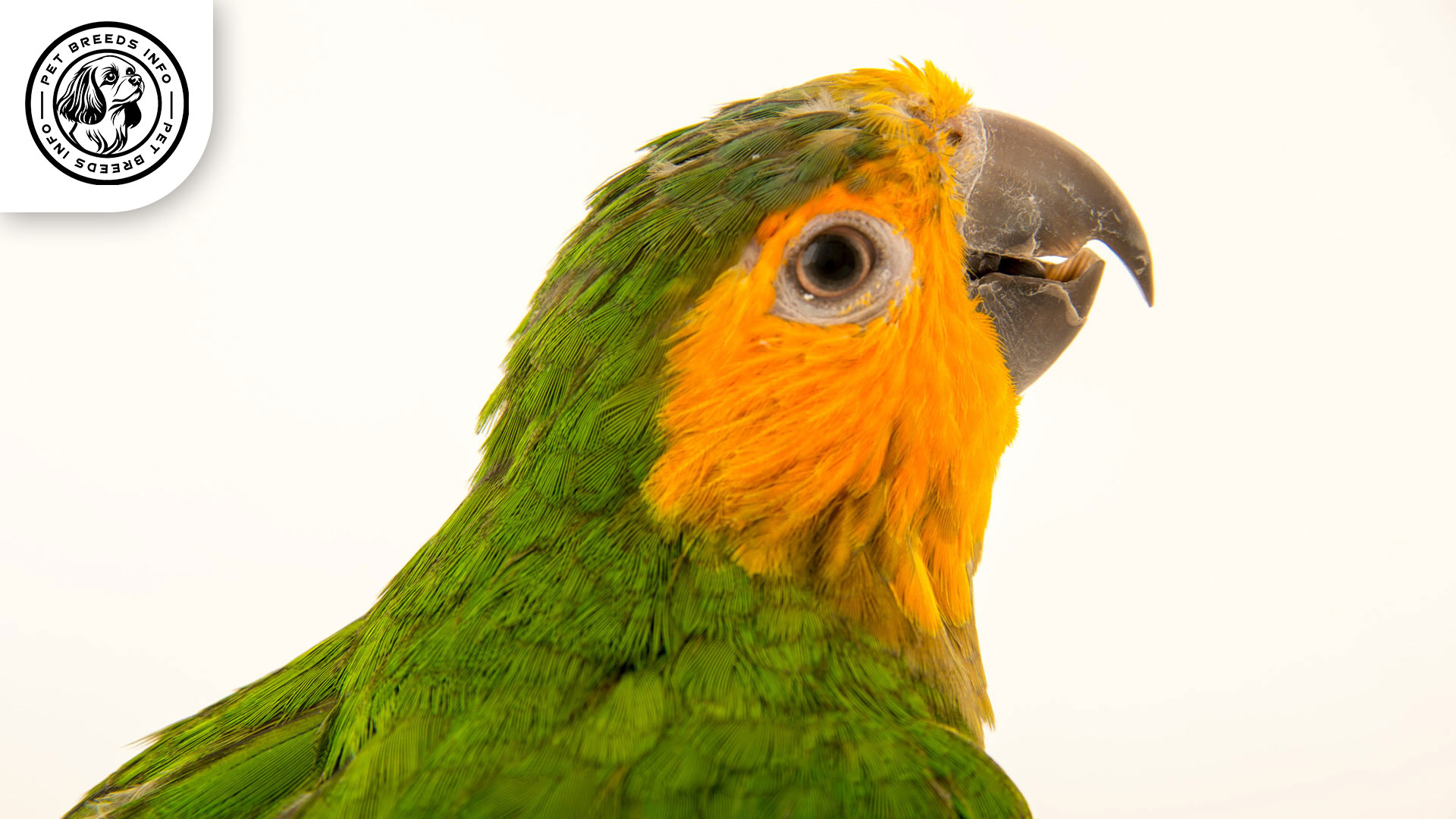 Brown-throated Conure Diet